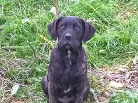 cucciolo cane corso nero